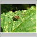 Opiliones sp - Weberknecht 05.jpg